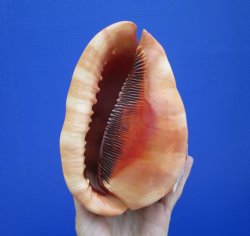 6-1/4 inches Authentic Red Cameo Shell, Bullmouth Helmet for $15.99