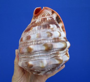 6-1/4 inches Authentic Red Cameo Shell, Bullmouth Helmet for $15.99