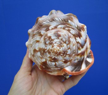 6-1/4 inches Authentic Red Cameo Shell, Bullmouth Helmet for $15.99