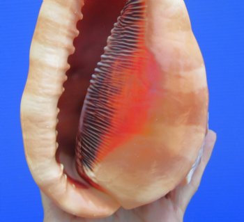 6-1/4 inches Authentic Red Cameo Shell, Bullmouth Helmet for $15.99