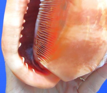 6-1/2 inches Authentic Red Cameo Shell, Bullmouth Helmet for $15.99