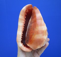 6-1/2 inches Authentic Red Cameo Shell, Bullmouth Helmet for $15.99