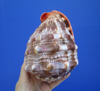6-1/2 inches Authentic Red Cameo Shell, Bullmouth Helmet for $15.99