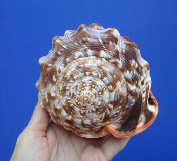 6-1/2 inches Authentic Red Cameo Shell, Bullmouth Helmet for $15.99