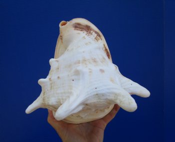 8-1/2" Cassis Cornuta Shell, Horned Helmet - Buy this for $19.99