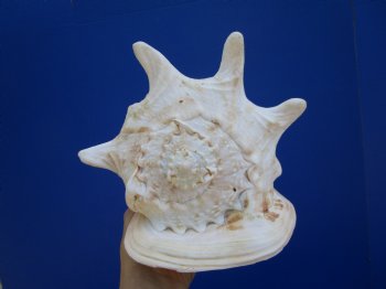 8-1/2" Cassis Cornuta Shell, Horned Helmet - Buy this for $19.99