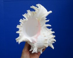 Giant Ramose Murex ...