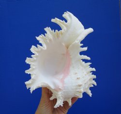 Giant Ramose Murex ...