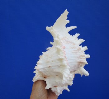 Giant Ramose Murex Shell, 8-1/2" - $16.99