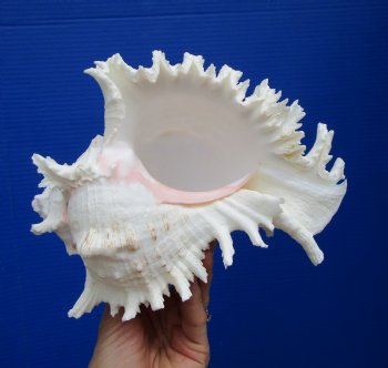Giant Ramose Murex Shell, 8-1/2" - $16.99