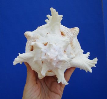 Giant Ramose Murex Shell, 8-1/2" - $16.99