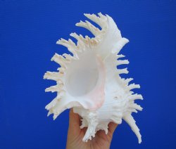 Giant Ramose Murex ...