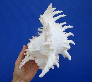 Giant Ramose Murex Shell, 8-7/8" - $19.99