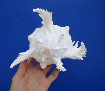 Giant Ramose Murex Shell, 8-7/8" - $19.99