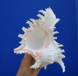 Giant Ramose Murex Shell, 7-3/4" - $14.99