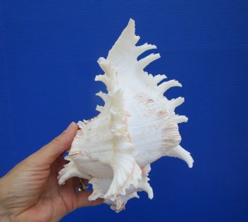 Giant Ramose Murex Shell, 7-3/4" - $14.99