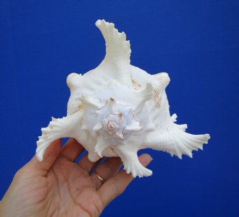 Giant Ramose Murex Shell, 7-3/4" - $14.99