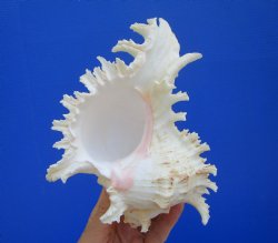 Giant Ramose Murex ...