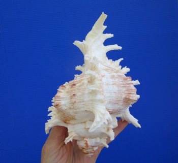 Giant Ramose Murex Shell, 7-1/2" - $14.99