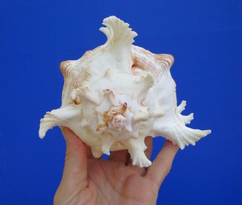 Giant Ramose Murex Shell, 7-1/2" - $14.99