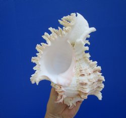 Giant Ramose Murex ...