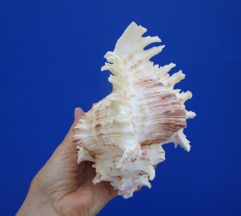 Giant Ramose Murex Shell, 7-1/4" - $14.99