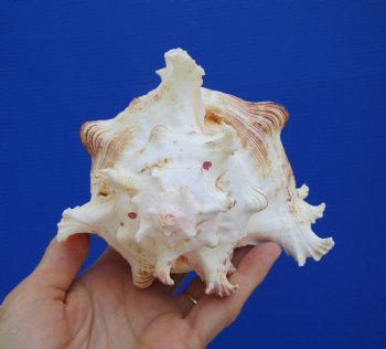 Giant Ramose Murex Shell, 7-1/4" - $14.99