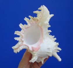 Giant Ramose Murex ...