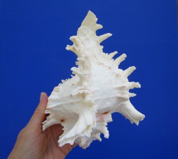 Giant Ramose Murex Shell, 7-1/2" - $14.99