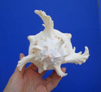 Giant Ramose Murex Shell, 7-1/2" - $14.99