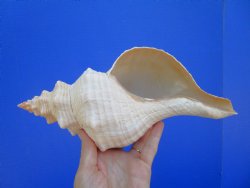 Horse Conch Shell, 11-3/4 by 5-1/2 inches - Buy this for $39.99