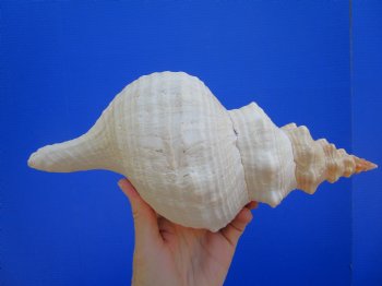 Horse Conch Shell, 11-3/4 by 5-1/2 inches - Buy this for $39.99