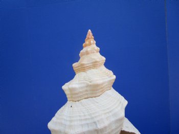 Horse Conch Shell, 11-3/4 by 5-1/2 inches - Buy this for $39.99