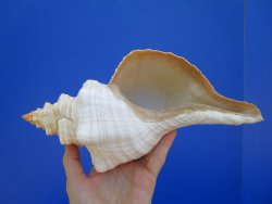 Horse Conch Shell, 11-3/4 by 5-1/2 inches - Buy this for $39.99