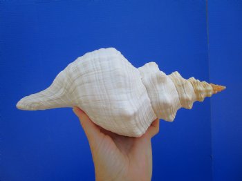 Horse Conch Shell, 11-3/4 by 5-1/2 inches - Buy this for $39.99
