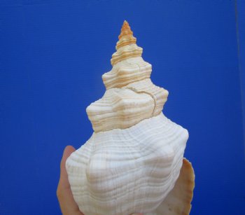 Horse Conch Shell, 11-3/4 by 5-1/2 inches - Buy this for $39.99