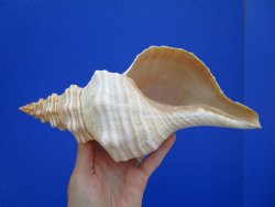 Horse Conch Shell, 11 by 5-1/4 inches - Buy this for $39.99