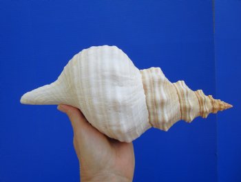 Horse Conch Shell, 11 by 5-1/4 inches - Buy this for $39.99