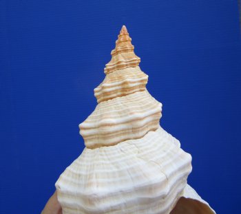 Horse Conch Shell, 11 by 5-1/4 inches - Buy this for $39.99