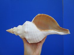 Horse Conch Shell, 12-7/8"x5-1/2" - Buy this for $44.99