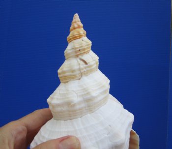Horse Conch Shell, 12-7/8"x5-1/2" - Buy this for $44.99