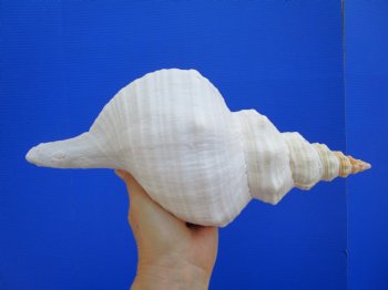 Horse Conch Shell, 12-7/8"x5-1/2" - Buy this for $44.99