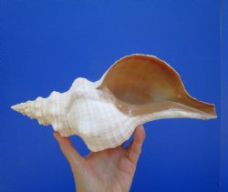 Horse Conch Shell, 12-7/8"x6" - Buy this for $44.99