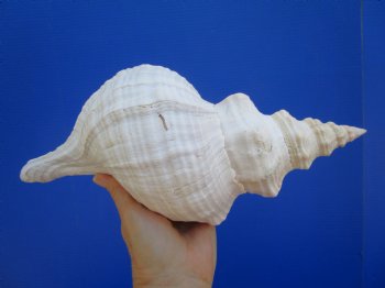 Horse Conch Shell, 12-7/8"x6" - Buy this for $44.99