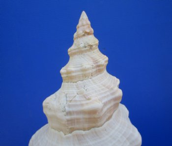Horse Conch Shell, 12-7/8"x6" - Buy this for $44.99