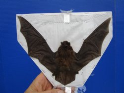 Real Intermediate Long-Fingered Bat Taxidermy (Wings Spread) - $54.99
