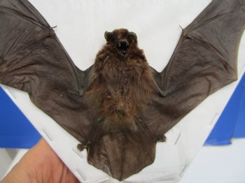 Real Intermediate Long-Fingered Bat Taxidermy (Wings Spread) - $54.99