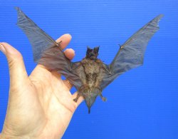 Mummified Dried Mastiff Bat in a Flying Position (8-1/4") - $54.99