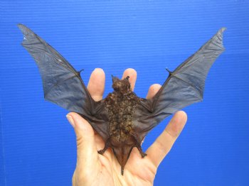 Mummified Dried Mastiff Bat in a Flying Position (8-1/4") - $54.99