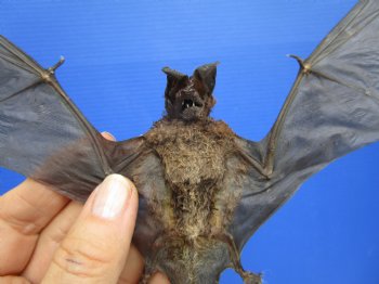 Mummified Dried Mastiff Bat in a Flying Position (8-1/4") - $54.99